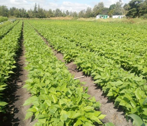 WhatsApp Image 2025-10-10 at 15.41.44