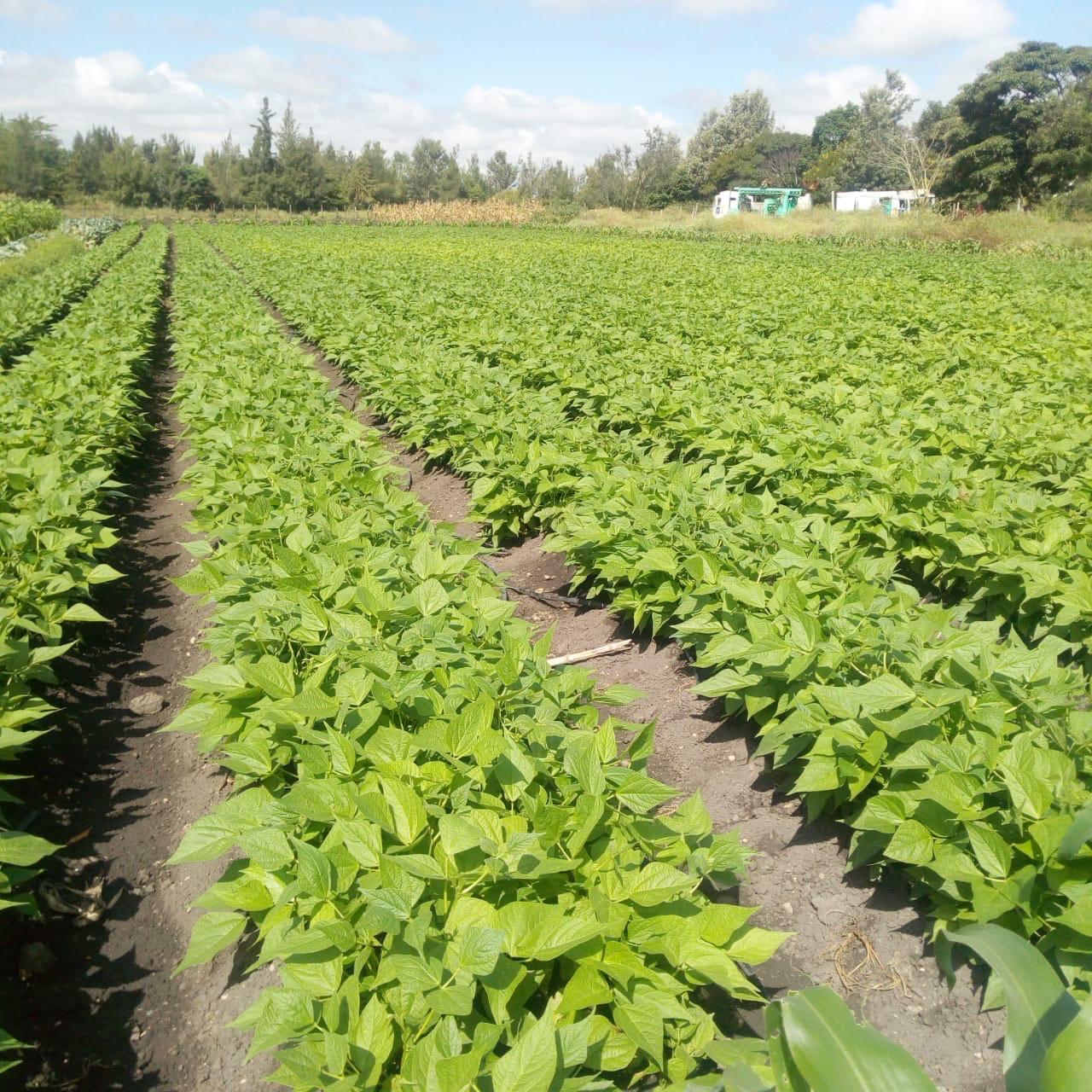 WhatsApp Image 2025-10-10 at 15.41.44